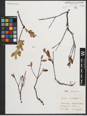 Foto von Salix myrtilloides L.